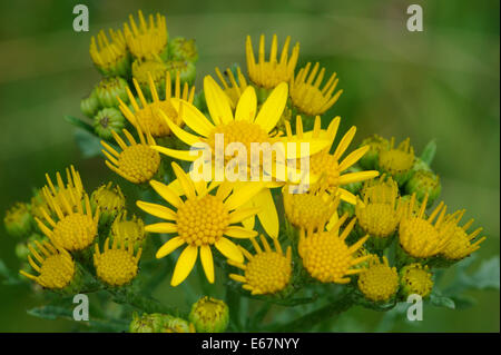 Flowers of Common Ragwort (Senecio jacobaea), Bedgebury Forest, Kent, UK. Stock Photo