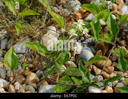 Very subdued plants of old man's beard or traveller's joy (Clematis vitalba) growing on very poor soil in shingle behind the beach. Rye Harbour Nature Stock Photo