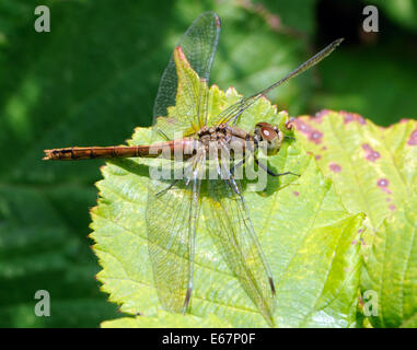 A female Ruddy Darter dragonfly (Sympetrum sanguineum) rests on a leaf. Bedgebury Forest, Kent, UK Stock Photo