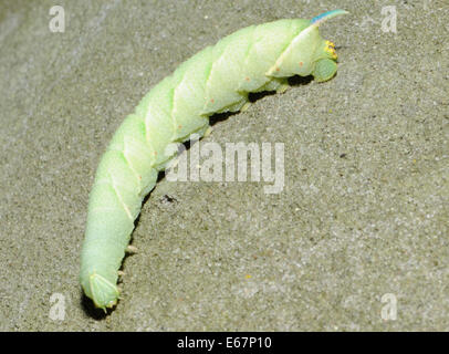 Lava, caterpillar, of Lime Hawk-moth (Mimas tiliae). Bedgebury Forest ...