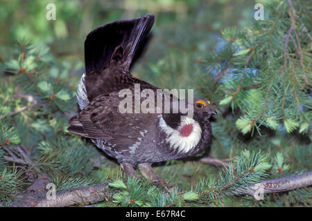 Dusky Grouse - Dendragapus obscurus - male Stock Photo