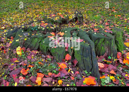 Old tree stump covered with green moss and surrounded by fallen red, yellow and orange leaves in autumn. Stock Photo