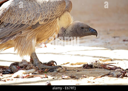 A Cape Griffon (Gyps coprotheres) tearing off pieces of flesh from a carcass. This large vulture is on average the largest rapto Stock Photo