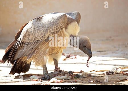 A Cape Griffon (Gyps coprotheres) tearing off pieces of flesh from a carcass. This large vulture is on average the largest rapto Stock Photo