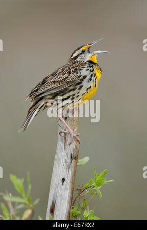 Eastern Meadowlark - Sturnella magna - breeding adult Stock Photo