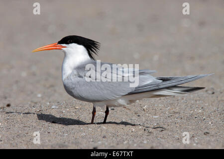 Elegant Tern - Thalasseus elegans - adult breeding Stock Photo