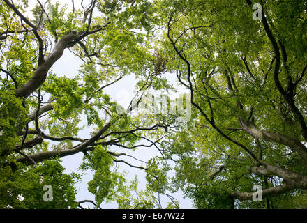 Fagus sylvatica. Looking up into Beech trees Stock Photo