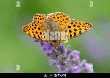 Queen of Spain Fritillary butterfly (Issoria lathonia) nectaring in early morning sun on lavender near Najac in the Aveyron Stock Photo