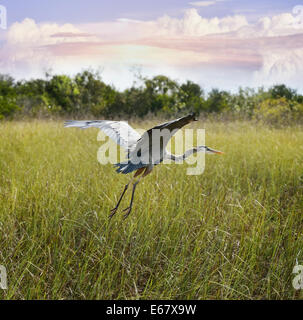 Great Blue Heron In Flight Over Wetland Stock Photo