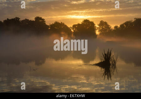 Misty sunrise over the Heron Pond, Bushy Park, London, UK Stock Photo