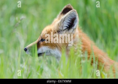 Young red fox (vulpes vulpes) hiding in the grass. Stock Photo