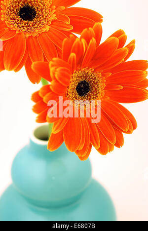 Bouquet of Red, orange Gerbera Daisies in a turquoise vase Stock Photo