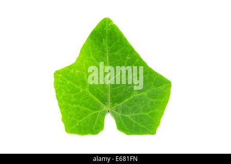 Green leaf on white background Stock Photo