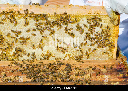 Bee keeping beekeeper hive honey bees at Arlo’s Honey Farm, Kelowna, British Columbia, Canada.
