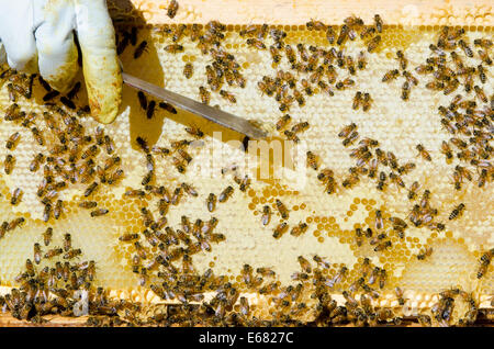 Bee keeping beekeeper hive honey bees at Arlo’s Honey Farm, Kelowna, British Columbia, Canada.