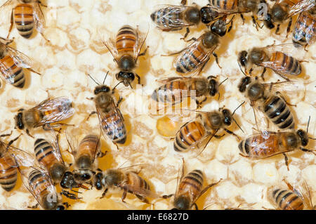 Honey bees on hive bee keeping at Arlo’s Honey Farm, Kelowna, British Columbia, Canada.