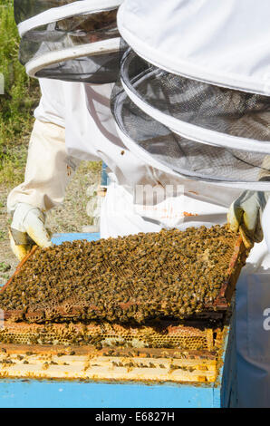 Bee keeping keepers with honey bee hives at Arlo’s Honey Farm, Kelowna, British Columbia, Canada.