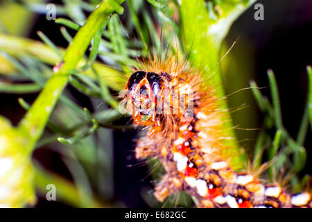 Larva stage of the Red dagger moth Stock Photo