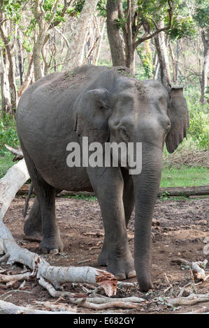 Indian female elephant Stock Photo