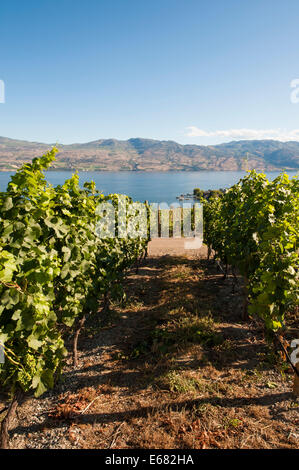 Grape vines vineyard winery agriculture on Okanagan Lake at Quails’ Gate Winery, Kelowna, interior British Columbia, BC, Canada. Stock Photo