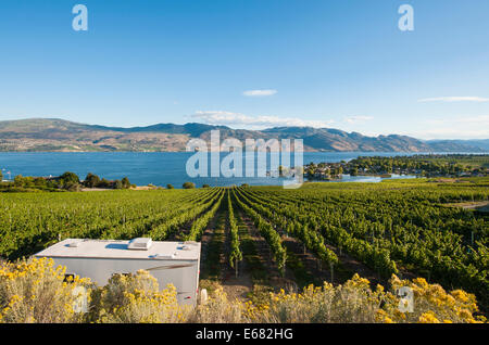 Trailer RV in grape vines vineyard on Okanagan Lake at Quails’ Gate Winery, Kelowna, interior British Columbia, BC, Canada. Stock Photo