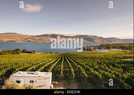 Trailer RV in grape vines vineyard on Okanagan Lake at Quails’ Gate Winery, Kelowna, interior British Columbia, BC, Canada. Stock Photo