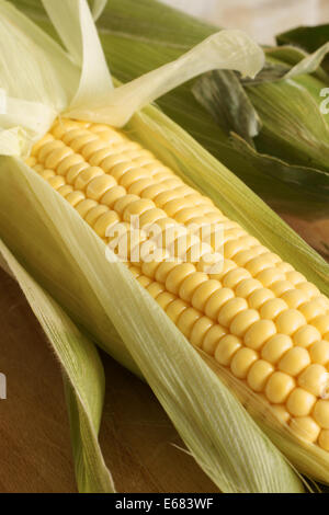 Freshly picked maize or corn ears in their husks Stock Photo