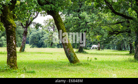 A Lipizzaner horse in the meadow of Slovenia Stock Photo