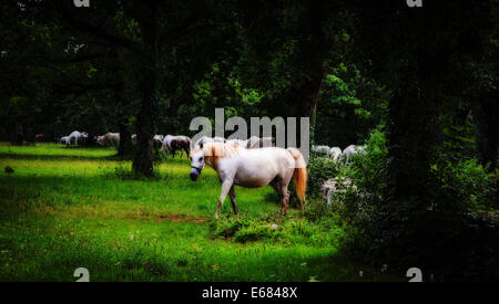 Lipizzaner horses in the meadow Stock Photo