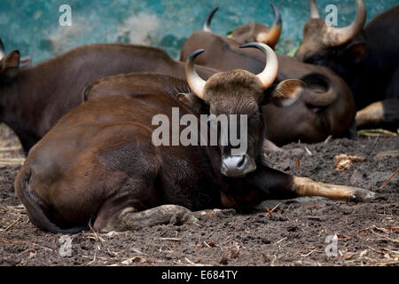 Gaur Indian bison Stock Photo