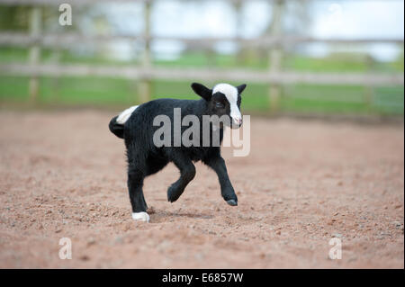 Balwen Welsh Mountain sheep Stock Photo