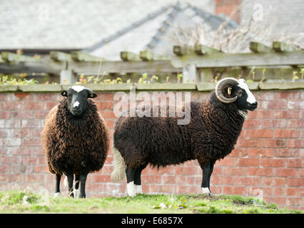 Balwen Welsh Mountain sheep Stock Photo
