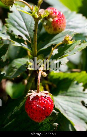 Fresh strawberry, natural green background Strawberry bush growing in the garden Stock Photo