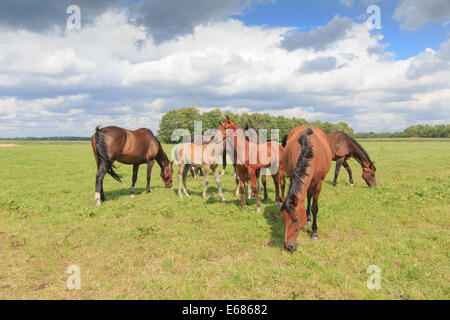 A herd of horses, mares and foals, in a green pasture with a row of trees in the background and a Dutch cloudy sky. Stock Photo