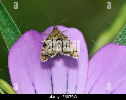 Nettle-tap - Anthophila fabriciana Micro-moth on Corncockle - Agrostemma githago Stock Photo