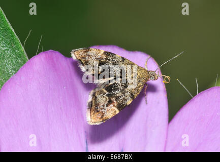 Nettle-tap - Anthophila fabriciana Micro-moth on Corncockle - Agrostemma githago Stock Photo