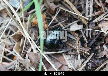 big blue shine bug hide in fall foliage try go fast home Stock Photo