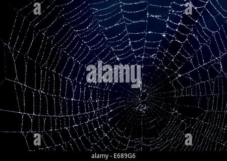 spider web with dew droplets Stock Photo