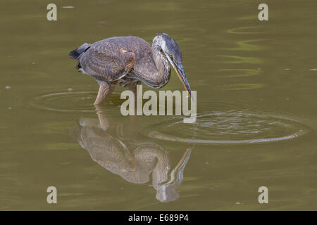 Great Blue Heron catches a small fish from a pond. Stock Photo
