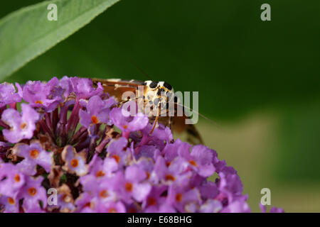Jersey Tiger moth Euplagia quadripunctaria feeding on Buddleia flowers Stock Photo