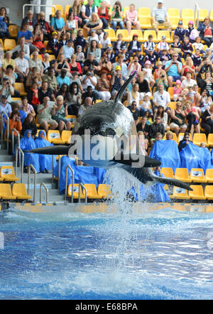 Loro Parque, Tenerife, Canary Islands, tourists watch Killer Whale display performance, Tenerife, Spain Stock Photo