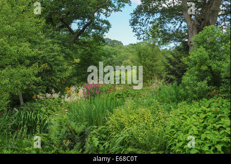 Summer Flowering Bog Garden at Rosemoor, outside of Torrington and close to Bideford in the county of Devon, England, UK Stock Photo