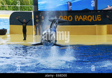 Loro Parque, Tenerife, Canary Islands, tourists watch Killer Whale display performance, Tenerife, Spain Stock Photo