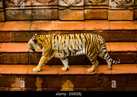 A captive Bengal tiger (Panthera tigris tigris) strides. Florida, USA. Stock Photo