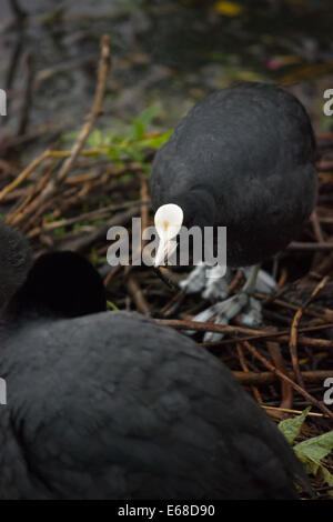 Coot Fulica atra, the male offers food as a gift to the female on the nest, Nottingham, May Stock Photo