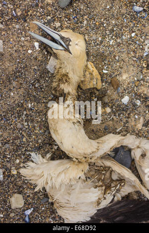 A dead gannet (Morus bassanus) washed up on the beaches of Filey as the result of powerful storms (2013). Filey Brigg, Yorkshire Stock Photo