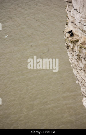 Razorbills Alca torda, a pair sit on their nest on a sheer cliff face. Bempton Cliffs RSPB Reserve, April. Stock Photo