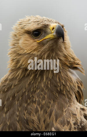 A portrait of a  captive tawny eagle (Aquila rapax), taken at the international birds of prey centre, Gloucestershire, March Stock Photo
