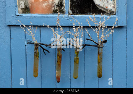 four glass test tubes with flowers on blue garden shed Stock Photo