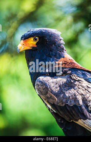 Bateleur eagle, Terathopius ecaudatus. Stock Photo